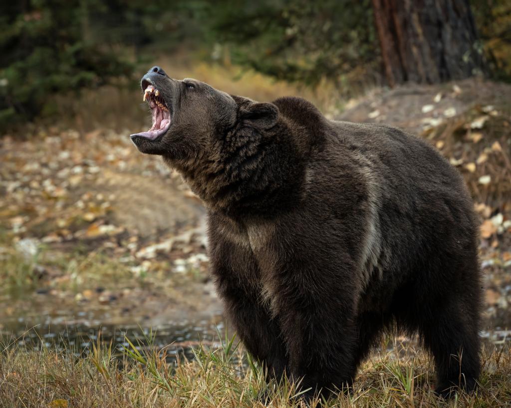 Grizzly bear attacks, kills couple and their dog at Canadaâs Banff National Park